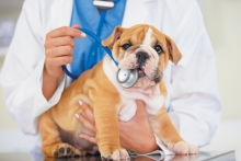 Veterinar Floresti