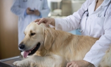 Veterinar Turda