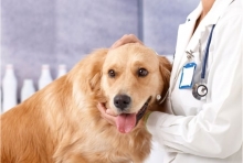 Veterinar Bucuresti-Sector 2