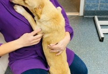Non Stop Deschis Pitesti Gemma Animal Care