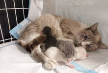 Non Stop Deschis Pitesti Gemma Animal Care