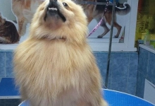 Non Stop Deschis Pitesti Gemma Animal Care