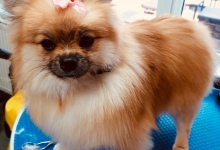 Non Stop Deschis Pitesti Gemma Animal Care