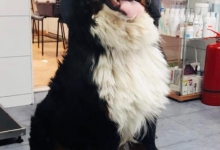 Non Stop Deschis Pitesti Gemma Animal Care