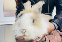 Non Stop Deschis Pitesti Gemma Animal Care