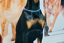 Non Stop Deschis Pitesti Gemma Animal Care