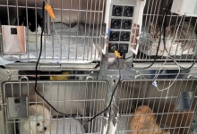 Non Stop Deschis Pitesti Gemma Animal Care