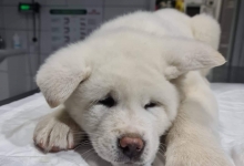 Non Stop Deschis Pitesti Gemma Animal Care