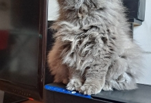 Non Stop Deschis Bucuresti-Sector 6 Cabinet veterinar Sector 6 DREAM VET