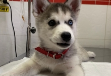 Non Stop Deschis Bucuresti-Sector 6 Cabinet veterinar Sector 6 DREAM VET