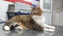 Non Stop Deschis Bucuresti-Sector 6 Cabinet veterinar Sector 6 DREAM VET