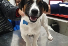 Non Stop Deschis Bucuresti-Sector 6 Cabinet veterinar Sector 6 DREAM VET