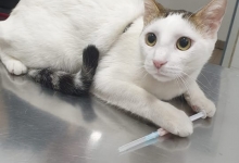 Non Stop Deschis Bucuresti-Sector 6 Cabinet veterinar Sector 6 DREAM VET