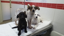 Non Stop Deschis Bucuresti-Sector 6 Cabinet veterinar Sector 6 DREAM VET