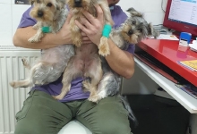 Non Stop Deschis Bucuresti-Sector 6 Cabinet veterinar Sector 6 DREAM VET