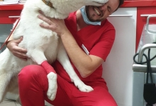 Non Stop Deschis Bucuresti-Sector 6 Cabinet veterinar Sector 6 DREAM VET