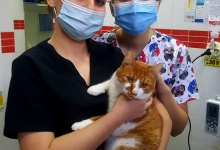 Non Stop Deschis Bucuresti-Sector 6 Cabinet veterinar Sector 6 DREAM VET