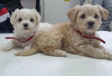 Non Stop Deschis Bucuresti-Sector 6 Cabinet veterinar Sector 6 DREAM VET