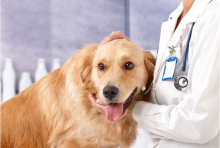 Non Stop Deschis Slatina Cabinet Veterinar Non Stop Slatina