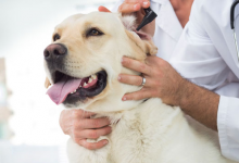 Non Stop Deschis Slatina Cabinet Veterinar Non Stop Slatina