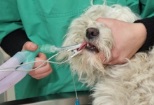 Non Stop Deschis Bucuresti-Sector 2 veterinar non-stop sector 2