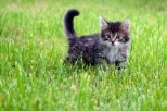 Non Stop Deschis Bucuresti-Sector 2 veterinar non-stop sector 2