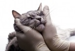 Non Stop Deschis Bucuresti-Sector 2 veterinar non-stop sector 2