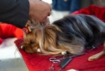 Non Stop Deschis Bucuresti-Sector 2 veterinar non-stop sector 2