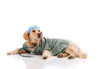 Non Stop Deschis Bucuresti-Sector 4 Cabinet Veterinar Sector 4
