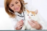 Non Stop Deschis Bucuresti-Sector 4 Cabinet Veterinar Sector 4