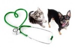 Non Stop Deschis Bucuresti-Sector 4 Cabinet Veterinar Sector 4