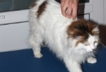 Non Stop Deschis Pitesti Gemma Animal Care