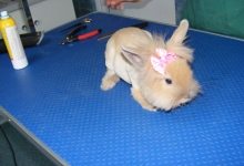 Non Stop Deschis Pitesti Gemma Animal Care