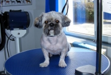 Non Stop Deschis Pitesti Gemma Animal Care