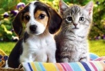 Non Stop Deschis Pitesti Gemma Animal Care