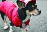 Non Stop Deschis Pitesti Gemma Animal Care