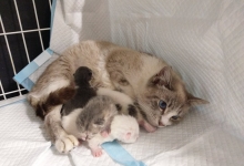 Non Stop Deschis Pitesti Gemma Animal Care