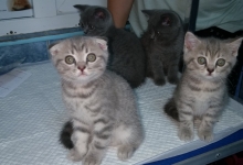 Non Stop Deschis Pitesti Gemma Animal Care
