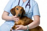 Non Stop Deschis Fetesti veterinar non-stop Fetesti