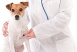 Non Stop Deschis Fetesti veterinar non-stop Fetesti
