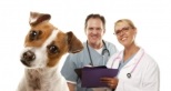 Non Stop Deschis Fetesti veterinar non-stop Fetesti